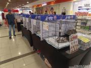 cat-adoption-6